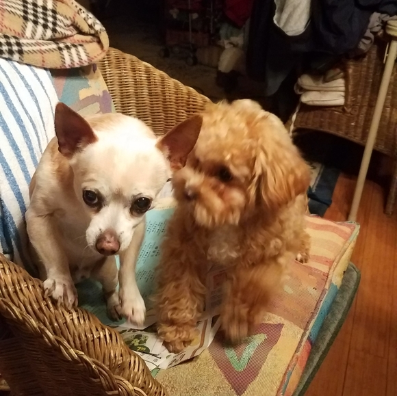 Meet your Posher, Nan kc - Picture 4 of 12